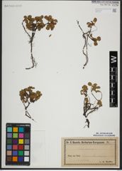 Foto von Salix herbacea L.